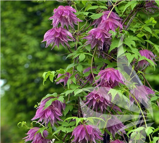 RAGANĖ 'Purple Dream'